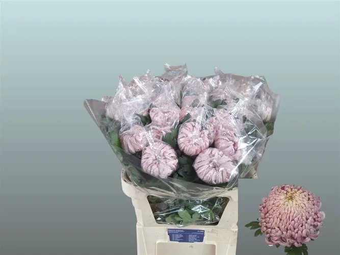 Chr G Vienna Pink 80 cm