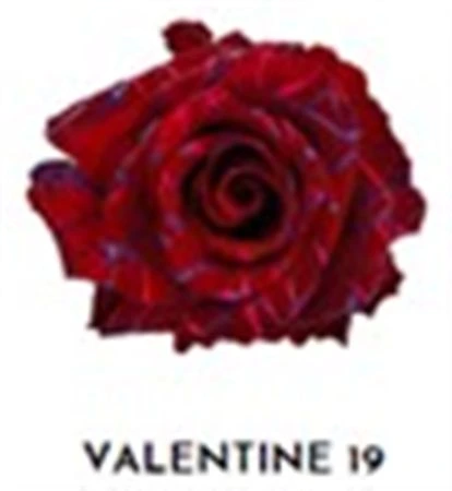 Ruža farbená Valentine 19, Ekvádor 50 cm