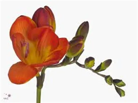 Fr Du Mandarine