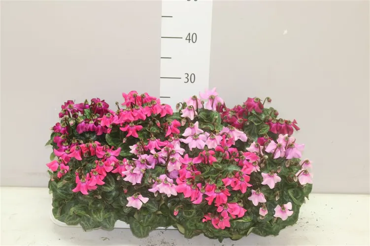 Cyklámen malokvetý Petticoat mix črepník 10,5 cm