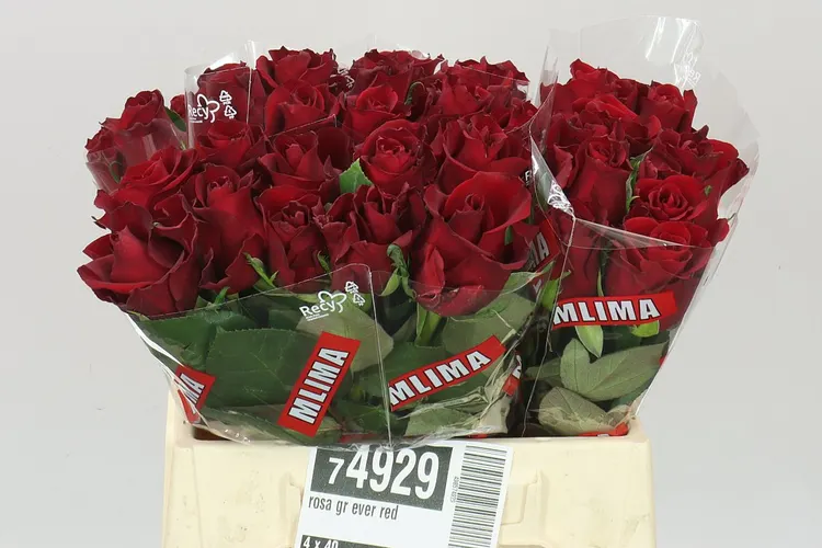 Ruža Ever Red 40 cm