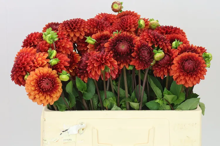 Dahlia Brown Sugar 50 cm