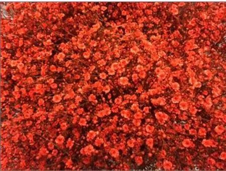 Gyps Million Star Painted Orange
