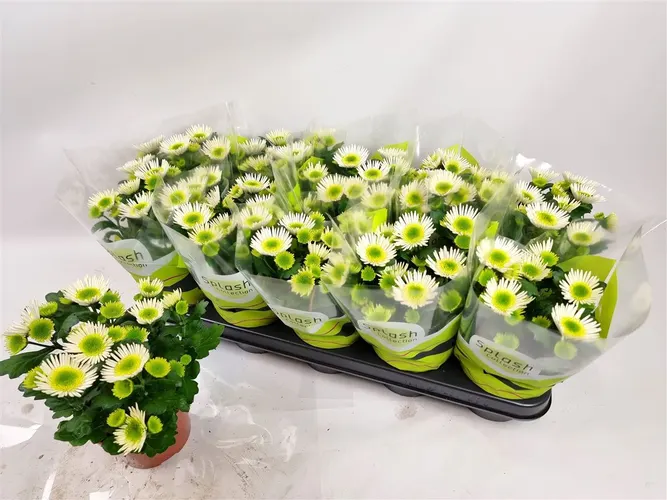 Chryzantéma črepníková Splash Meadow črepník 12 cm