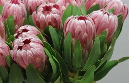 Protea Carnival 60 cm