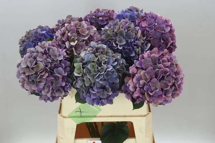Hortenzia Opera Classic 80 cm