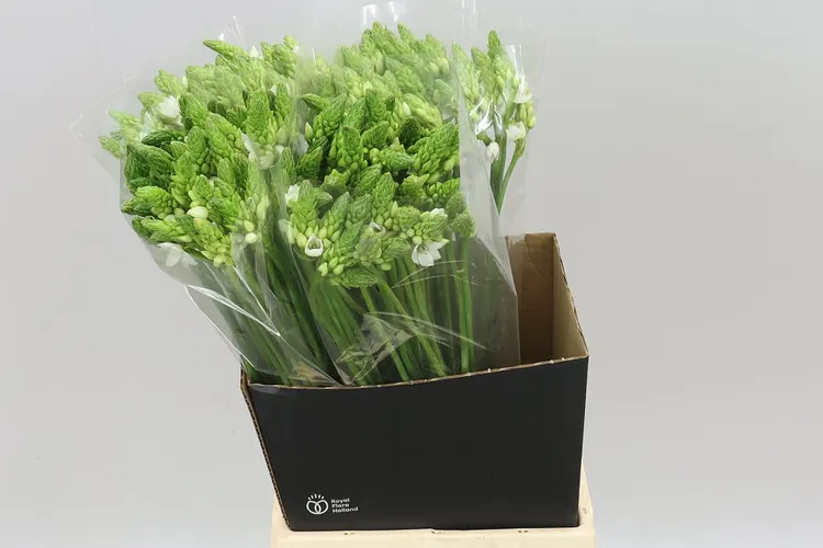 Ornithogalum Thyrsoides 60 cm