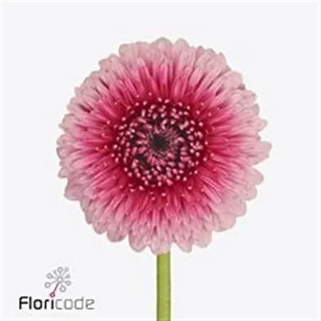 Gerbery a germini (Gerbera/Germini)