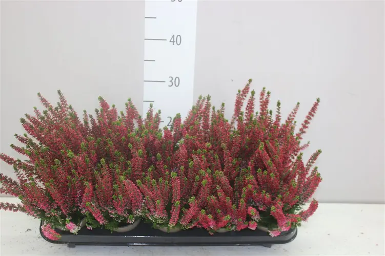 Vres G.girls červený črepník 11 cm