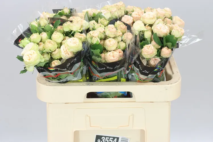 Rosa Tr Gen Trendsetter X5 60 cm