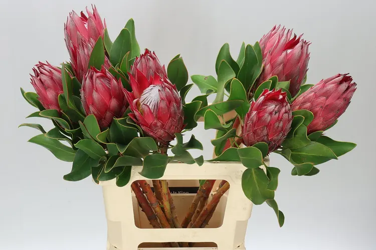 Protea Madiba 60 cm