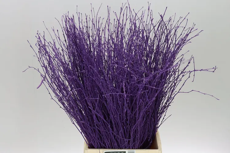 Berk Purple 70 cm
