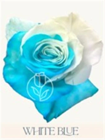 Ruža farbená White Blue, Ekvádor 50 cm