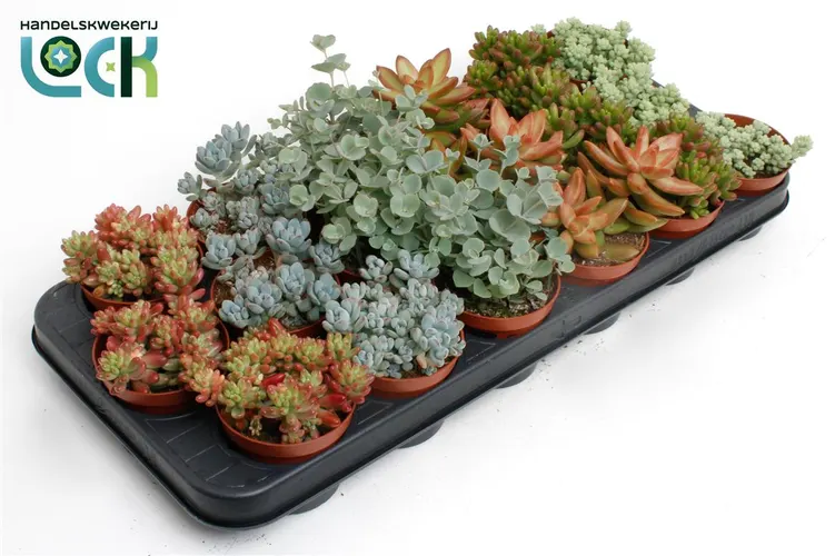 Sedum Mix črepník 8,5 cm