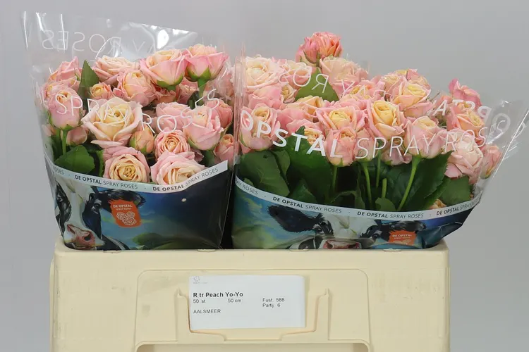 Ruža trsová Peach Yo-yo 50 cm