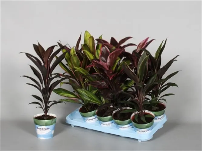 Cordyline mix črepník 12 cm