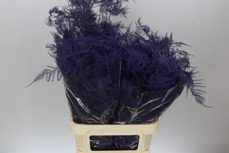 Asparagus Lang Getopt Purple 85 cm