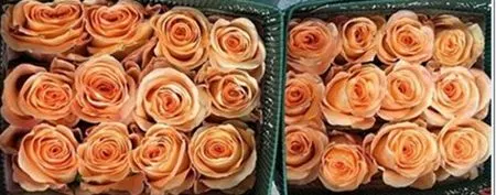 Rosa Gr Ec Peach Wave 50 cm