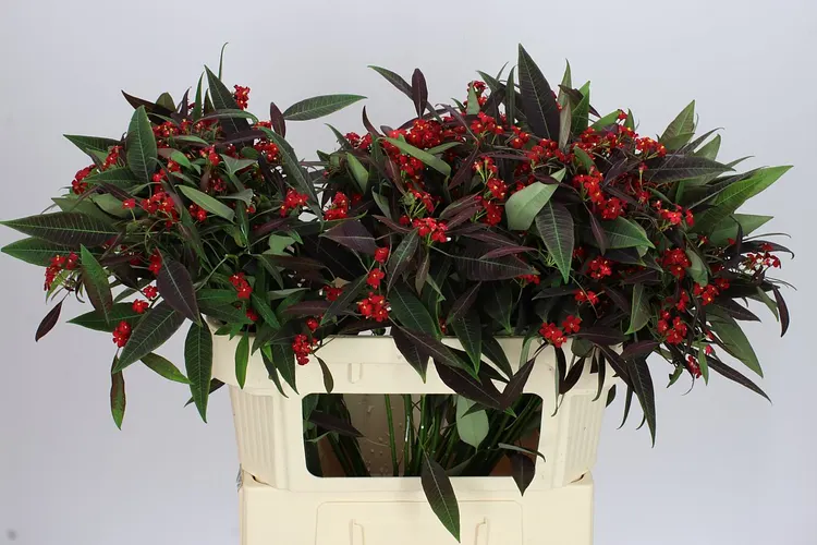 Euphorbia F T Kuttlers Samtrot 75 cm