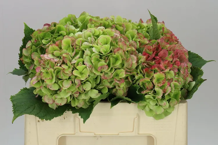 Hortenzia Verena Green Red Classic 50 cm