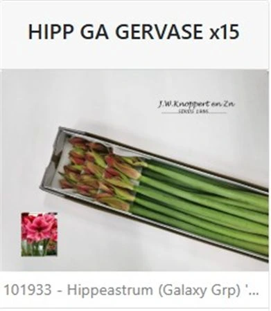 Amarylis Gervase 75 cm