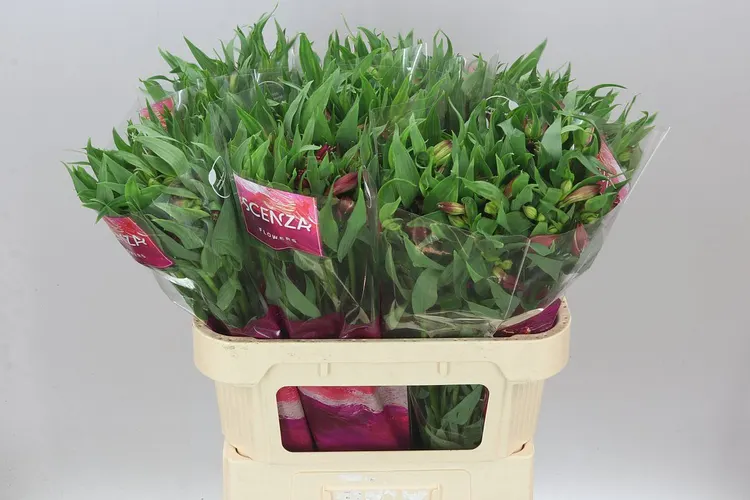 Alstroméria Intenz Dark Pink 75 cm