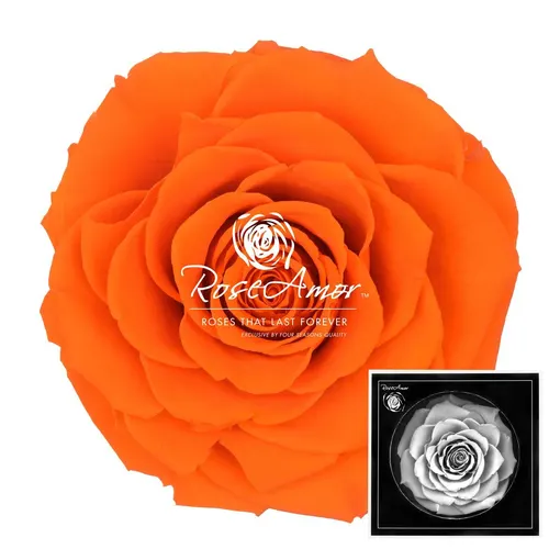 Stabilizovaná ruža Bonita ⌀ 9 cm, oranžová ORA02