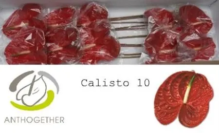 Anth Calisto