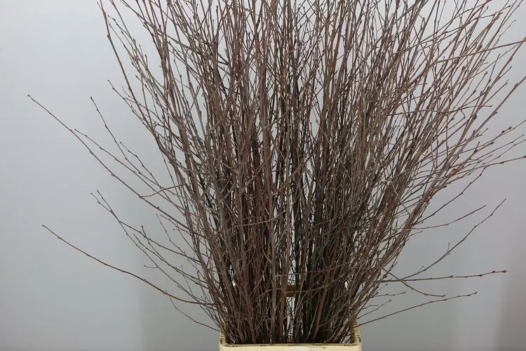 Berk Naturel 120 cm
