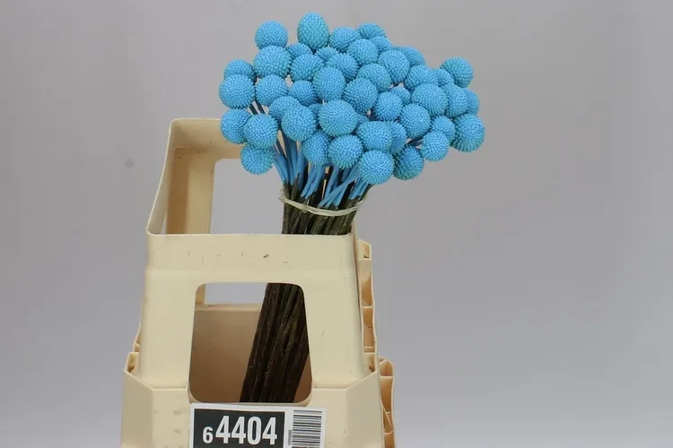 Craspedia Painted Pale Blue 60 cm