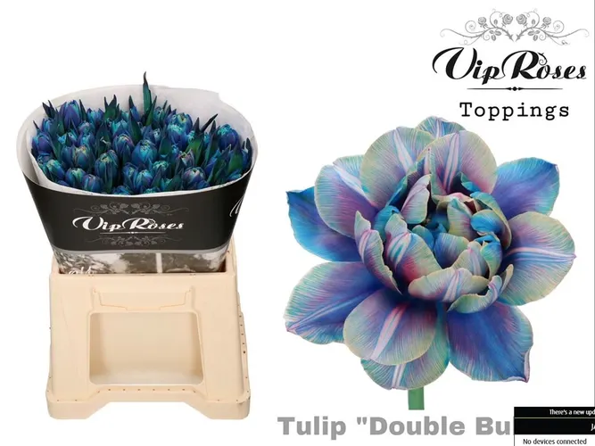 Tulipa Vip Du Double Bubble
