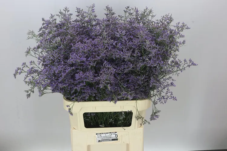 Limónium Saf Classic Blue 90 cm