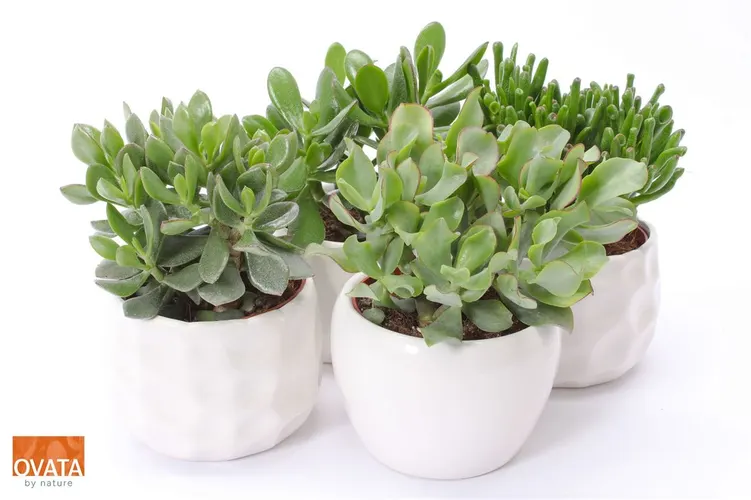 Crassula Gemengd In Paros črepník 15 cm