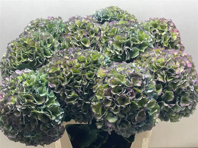 Hortenzia Parade Classic 90 cm