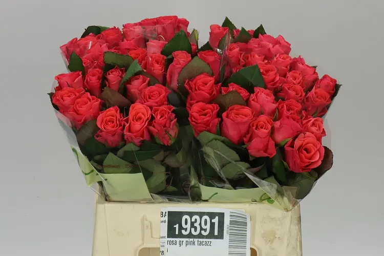 Rosa Gr Pink Tacazzi 40 cm