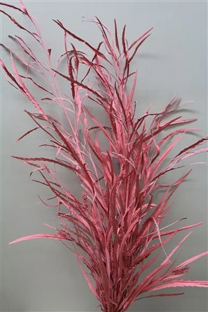Grevilea Pink 80 cm