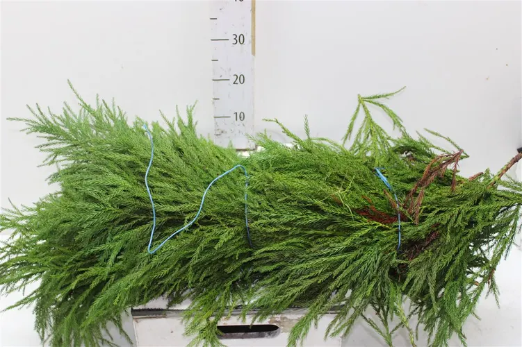 Kryptoméria 5 kg