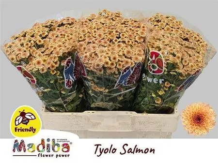 Sant Mad Tiolo Salm 55 cm