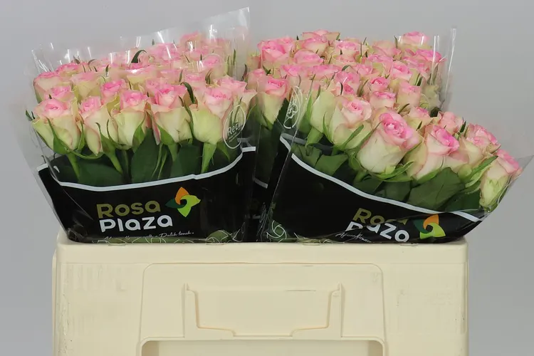 Rosa Gr Lovely Jewel 50 cm