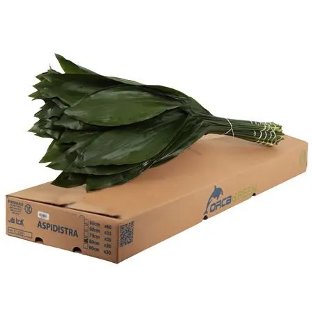Aspidistra 80cm 80 cm
