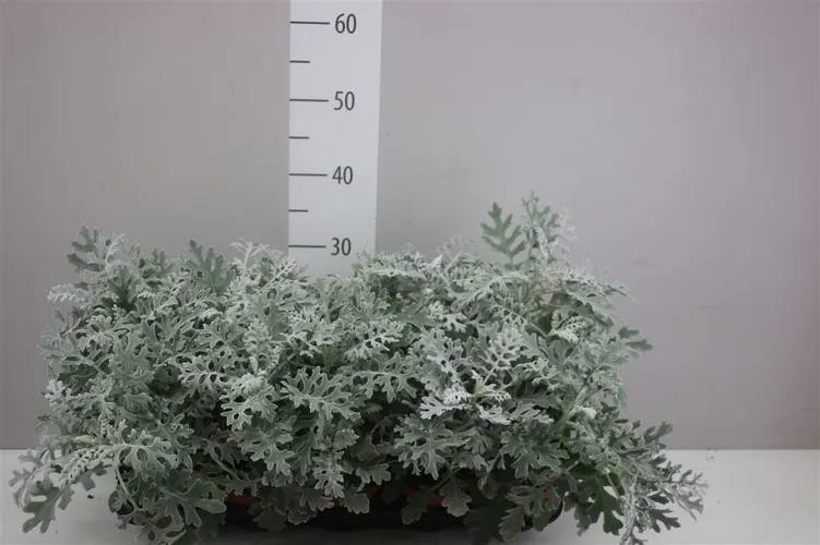 Senecio Cineraria črepník 12 cm
