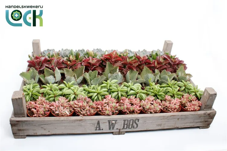 Succulenten Mix In Gazen Bak črepník 8,5 cm