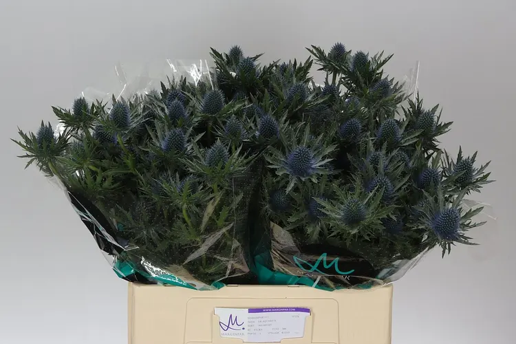 Eryngium Aqua 60 cm