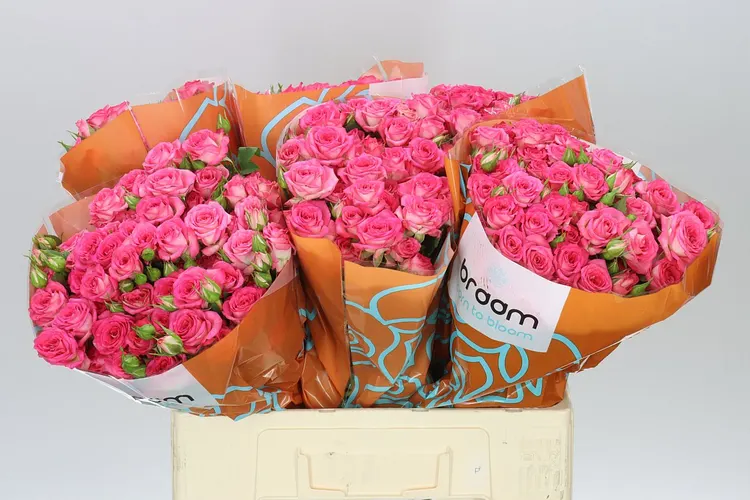 Rosa Tr Sweet Julia 60 cm