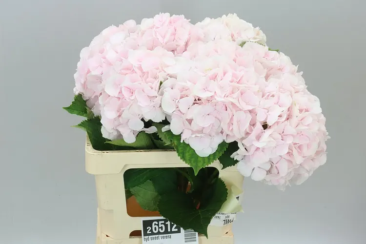 Hydrangea Sweet Verena 60 cm