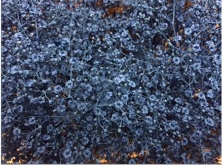 Gypsofila Million Star farbená Pale Blue