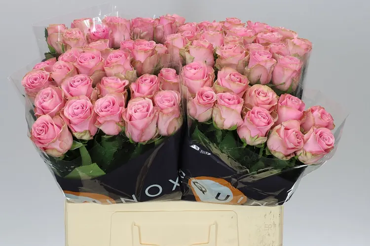 Rosa Gr Renaissance 50 cm