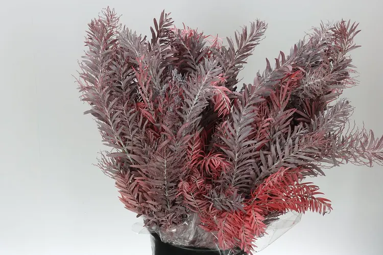 Mimosa Luna Red 60 cm