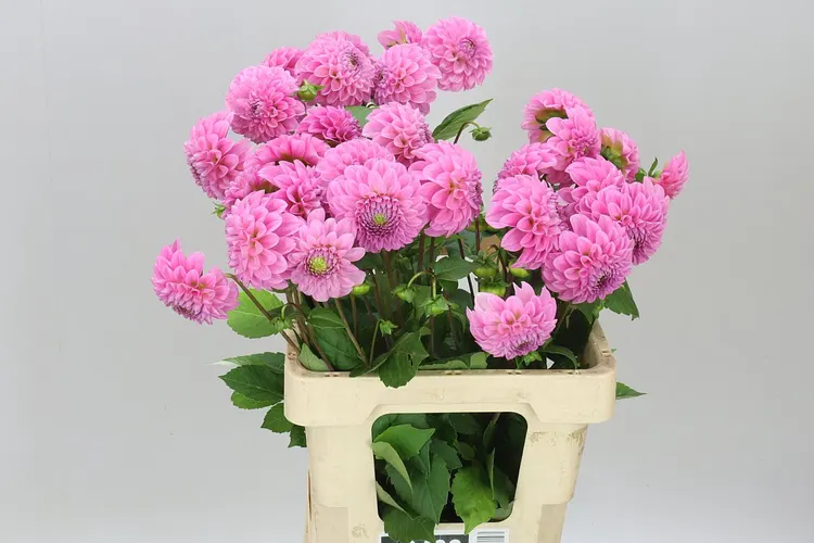 Dahlia Sweet Fabienne 60 cm