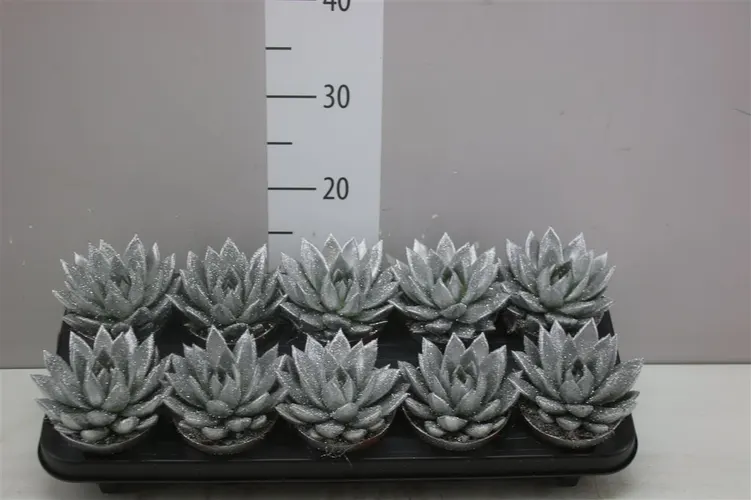 Echeveria Silver + Glitter črepník 10,5 cm